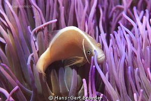 Skunik anemonefish
Bunaken Island, Sulawesi,Indonesia,
... by Hans-Gert Broeder 